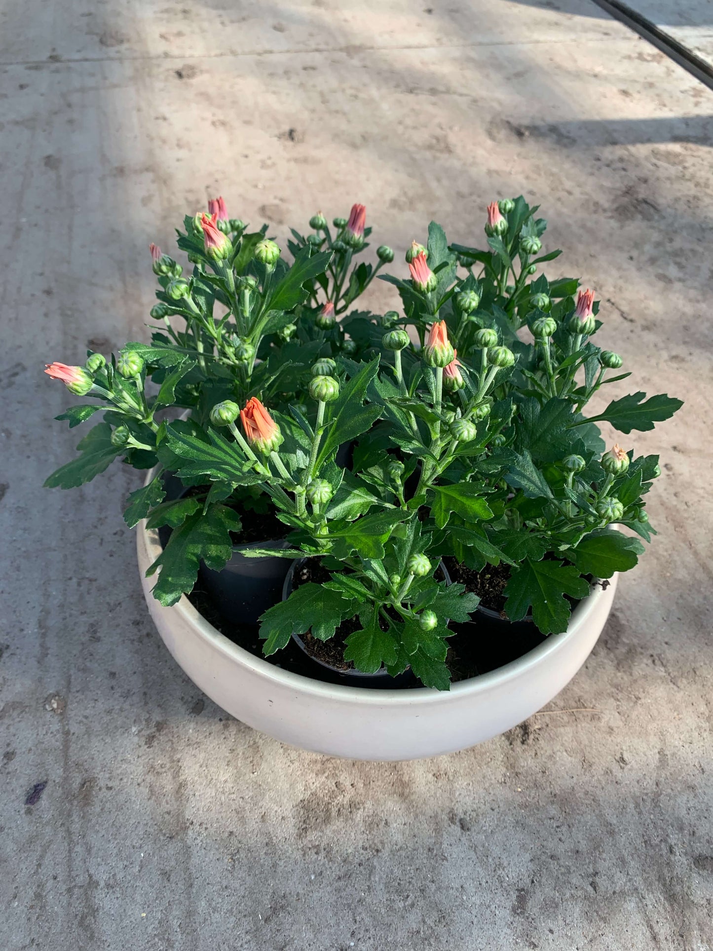 Per 5 stuks pot chrysanten (oranje) 9cm pot