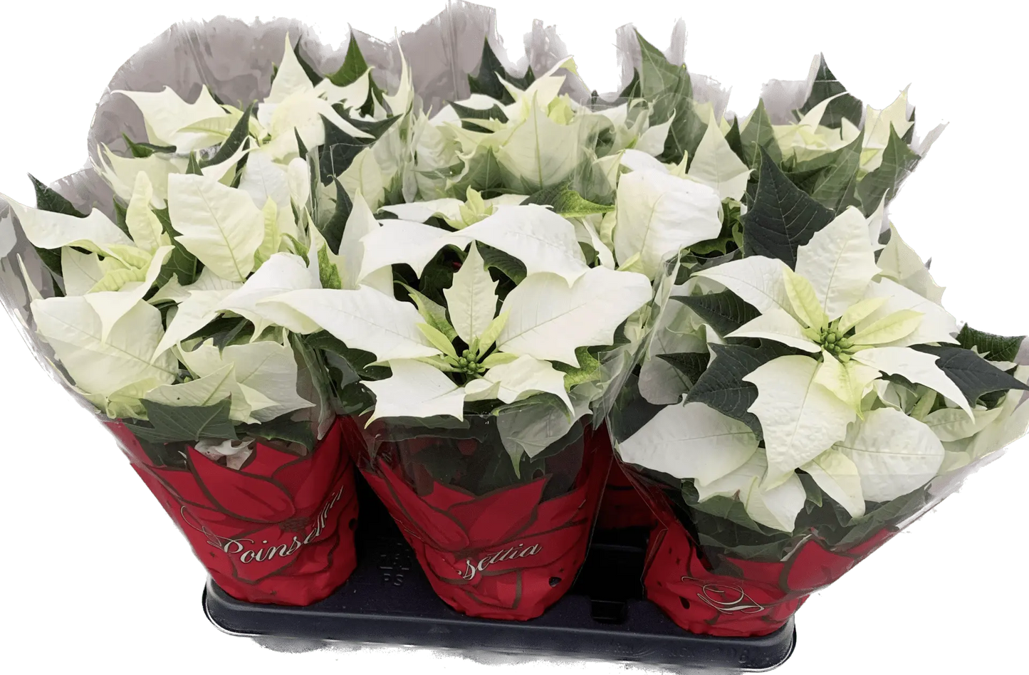 Per 4 stuks, Kerstster (Euphorbia Princettia 'Alaska wit') potmaat 11cm