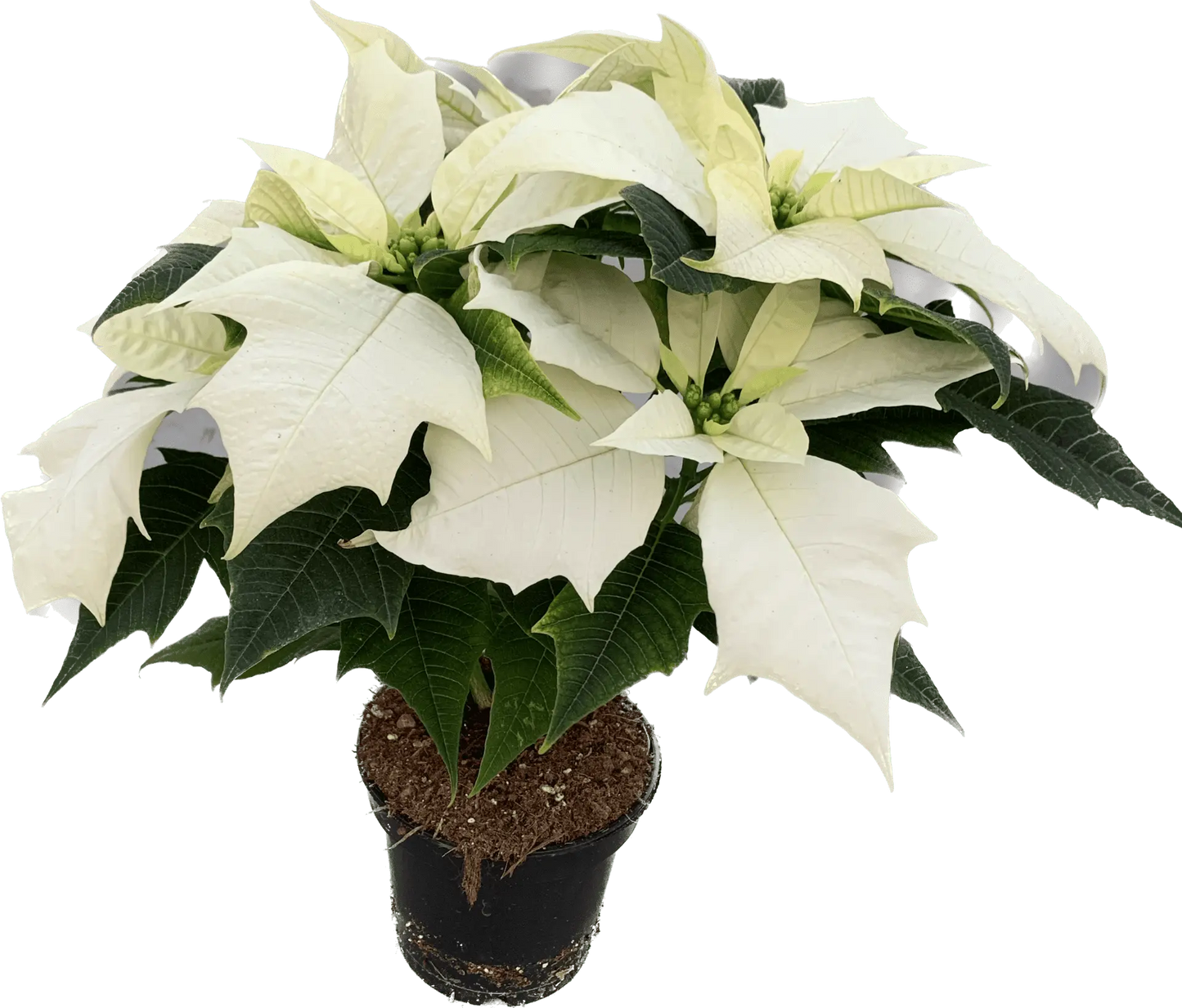 Per 4 stuks, Kerstster (Euphorbia Princettia 'Alaska wit') potmaat 11cm
