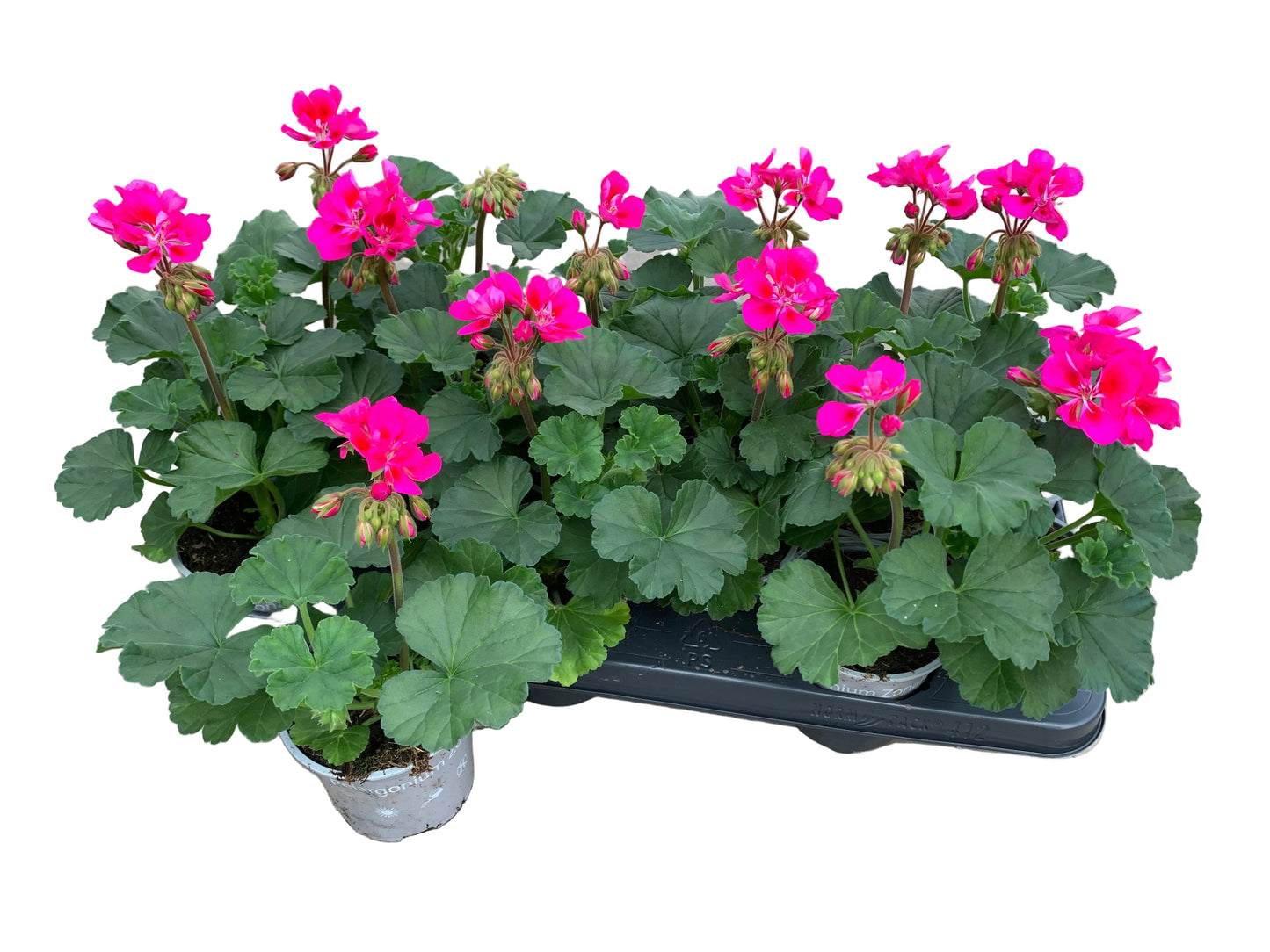 Per 5 stuks Geraniums (zonale) paars potmaat 11cm