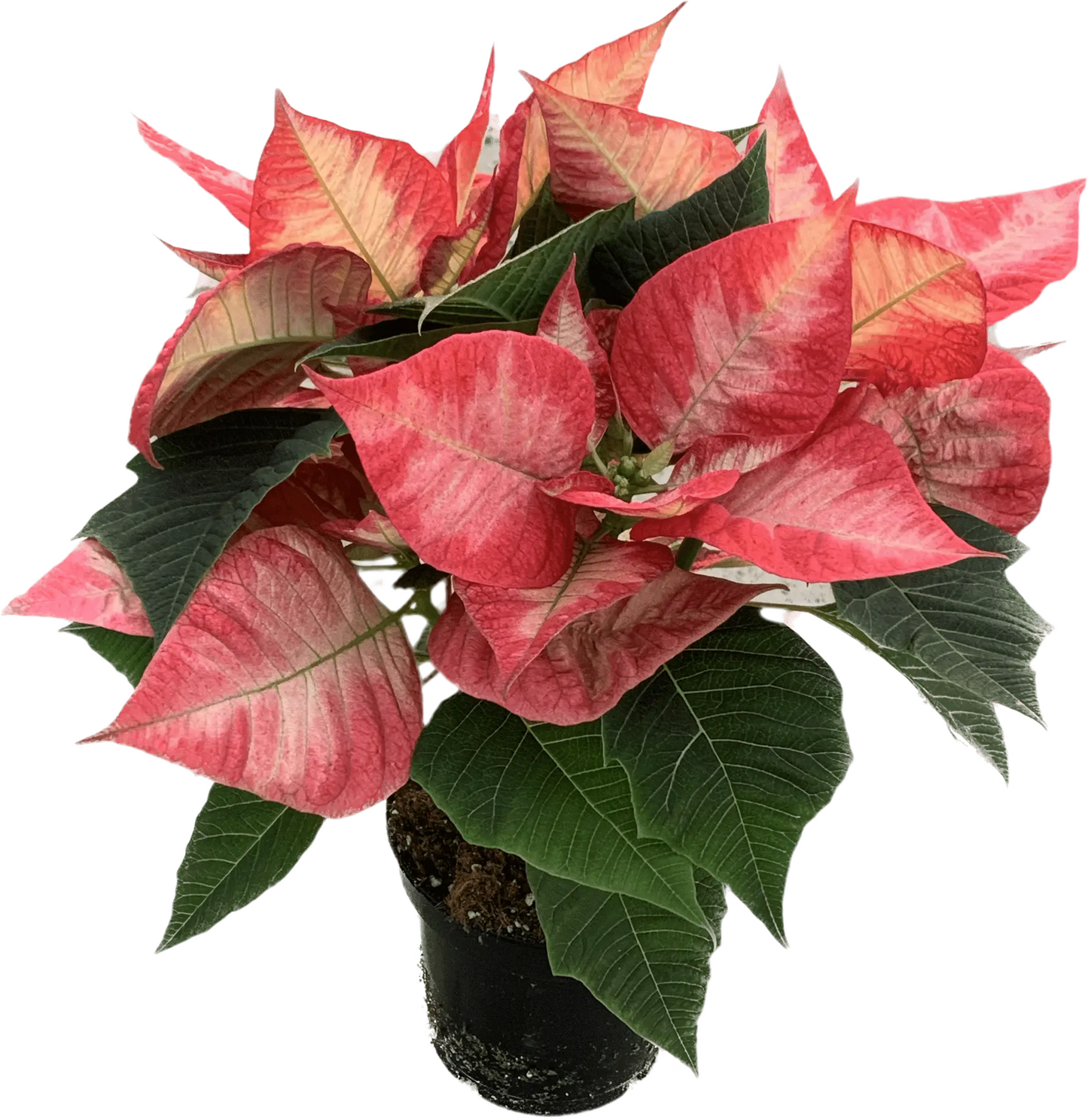 Per 4 stuks, Kerstster (Euphorbia Princettia 'Ice Crystal') potmaat 11cm