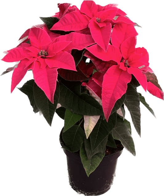 Per 4 stuks, Kerstster (Euphorbia Princettia 'Dark Pink') potmaat 11cm