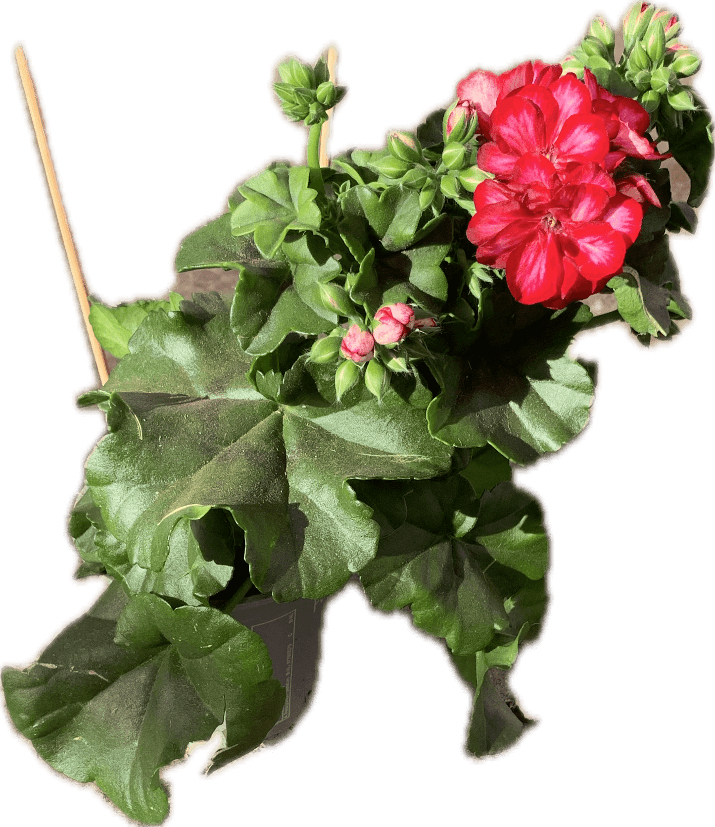 Per 5 stuks hang Geraniums (Pelargonium peltatum) roulette potmaat 11cm