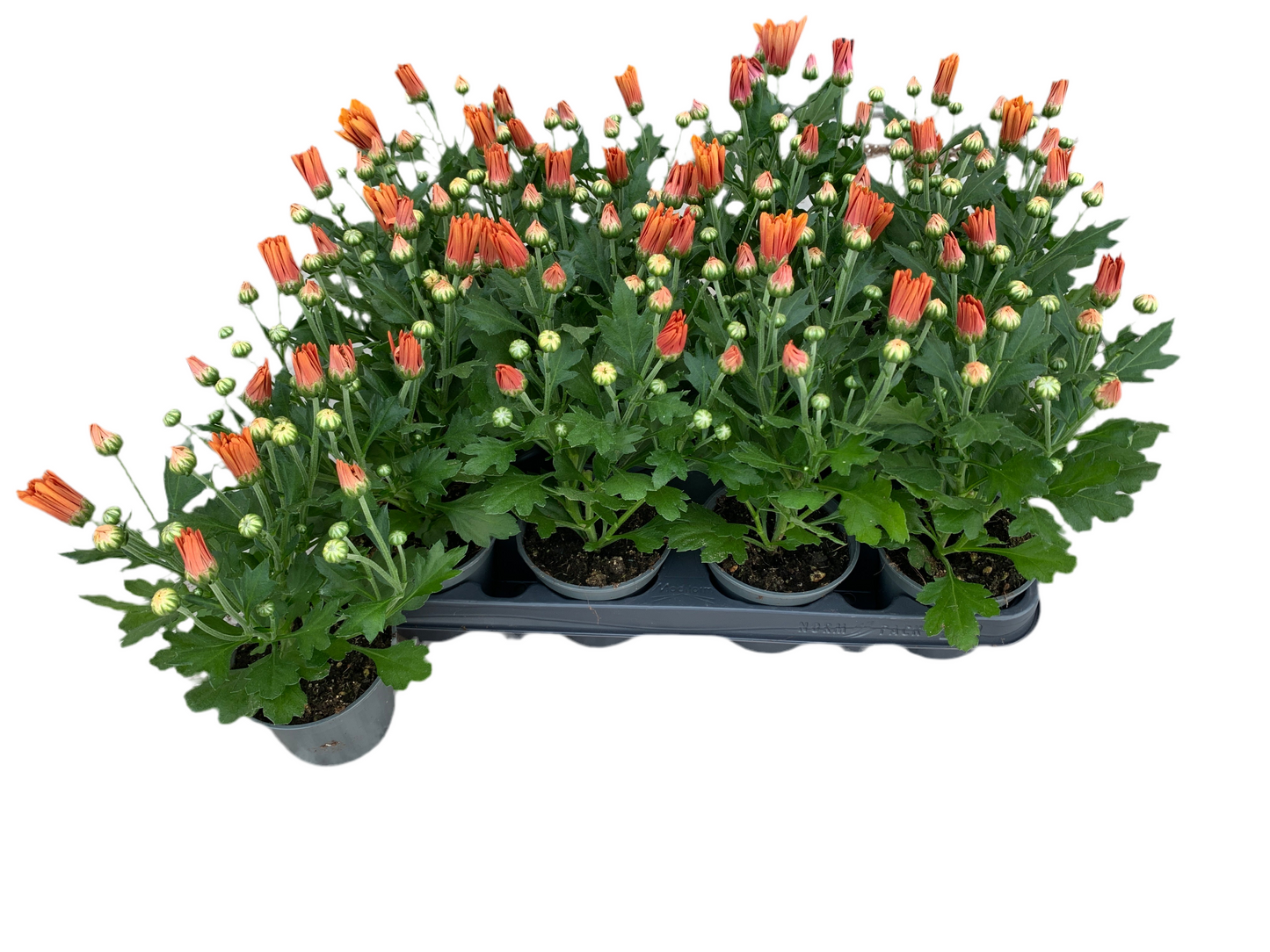 Per 5 stuks pot chrysanten (oranje) 9cm pot