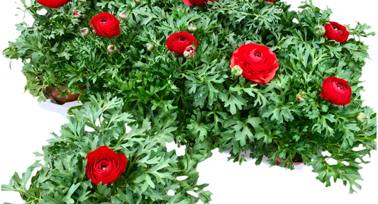 Per 4 stuks Ranonkel rood (Ranunculus asiaticus) potmaat 11cm