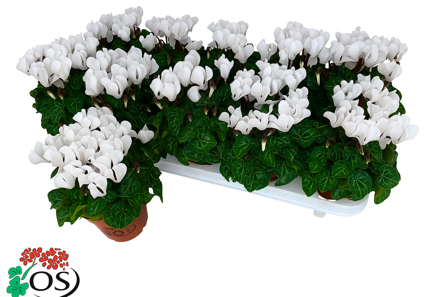 Per 4 stuks! Cyclaam (Cyclaam patio 'wit') potmaat 11cm