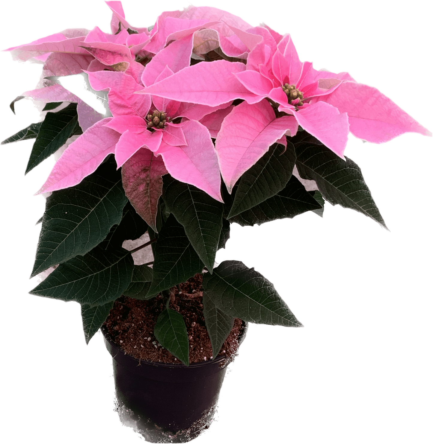 Per 4 stuks, Kerstster (Euphorbia Princettia 'Licht roze') potmaat 11cm