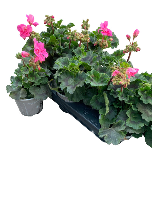 Per 5 stuks Geraniums (zonale) pink potmaat 11cm