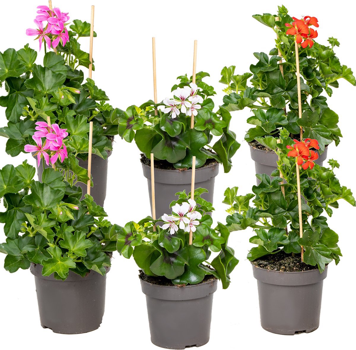 Per 5 stuks hang Geraniums (Pelargonium peltatum) balkon rood / Lila of wit potmaat 11cm
