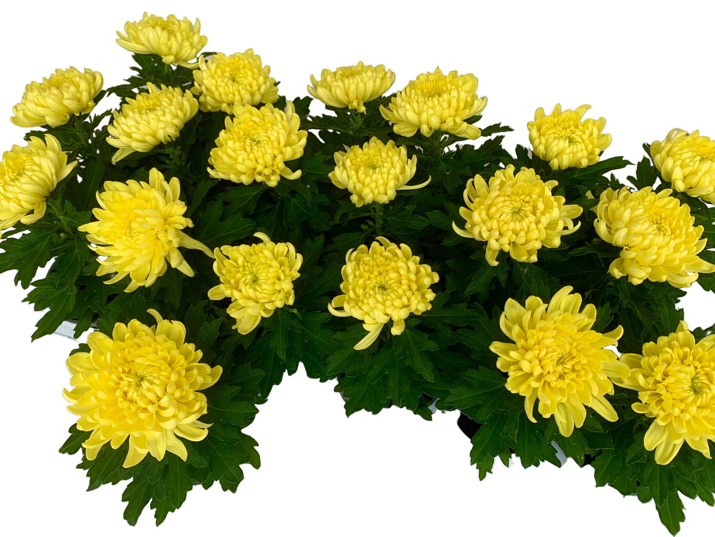 Per 5 stuks! Pluischrysant/ mix van kleuren 9 cm pot