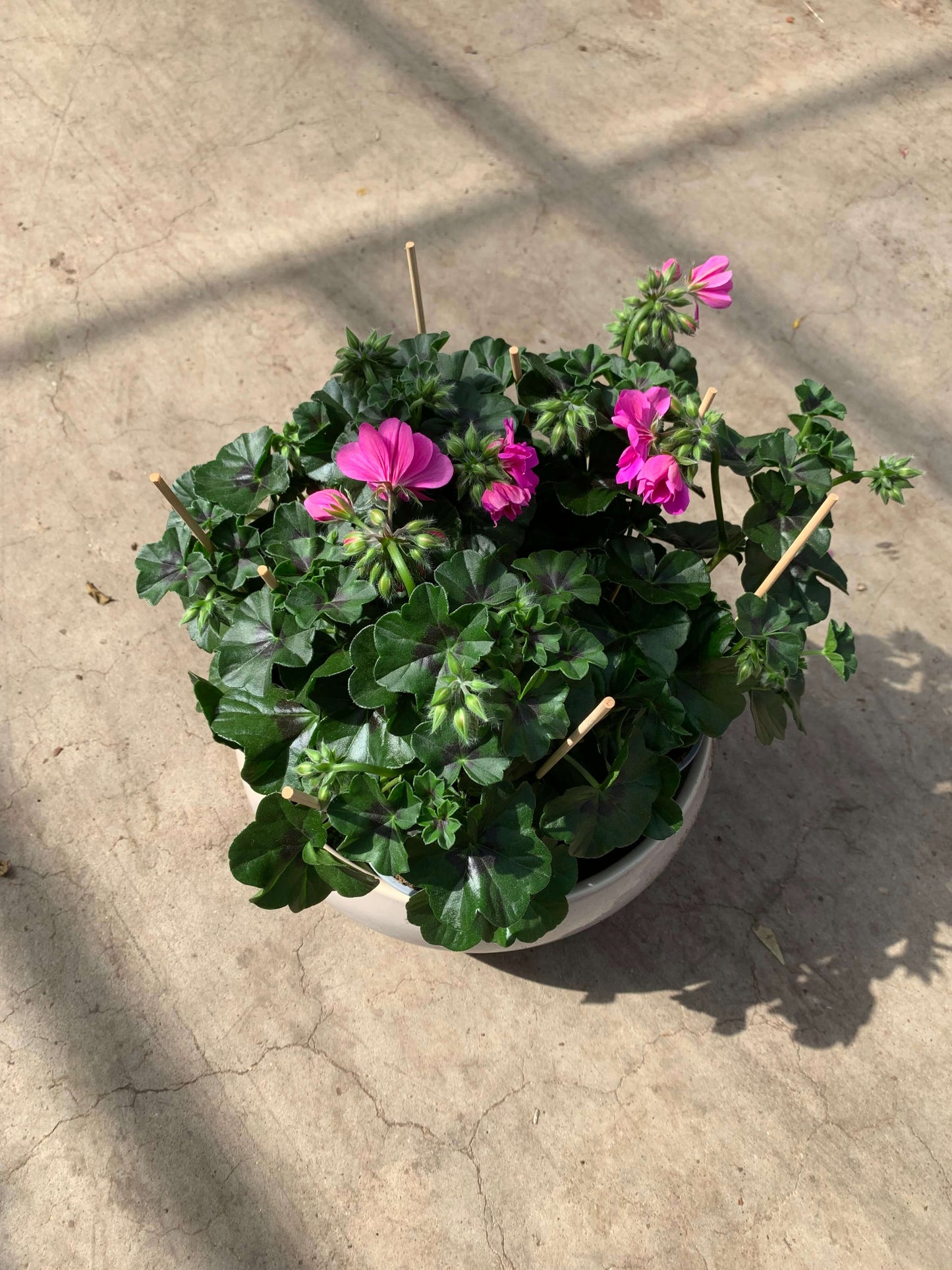 Per 5 stuks hang Geraniums (Pelargonium peltatum) paars potmaat 11cm