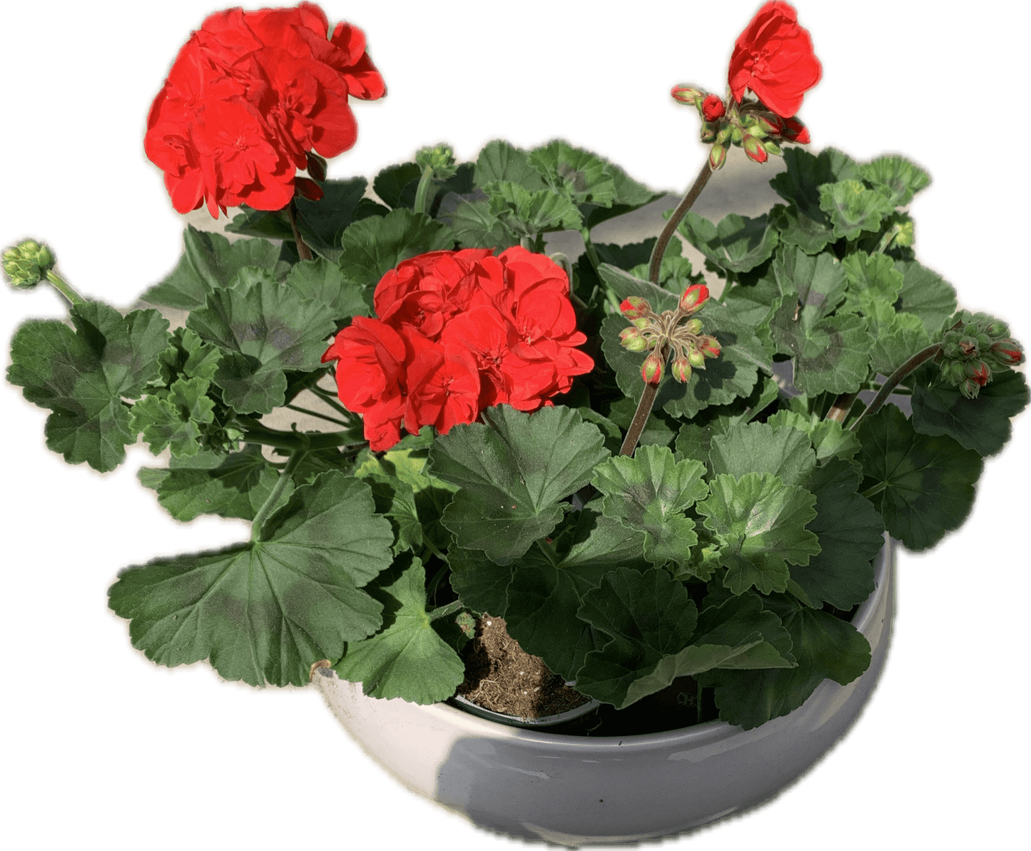 Per 5 stuks Geraniums (zonale) Dark Red potmaat 11cm