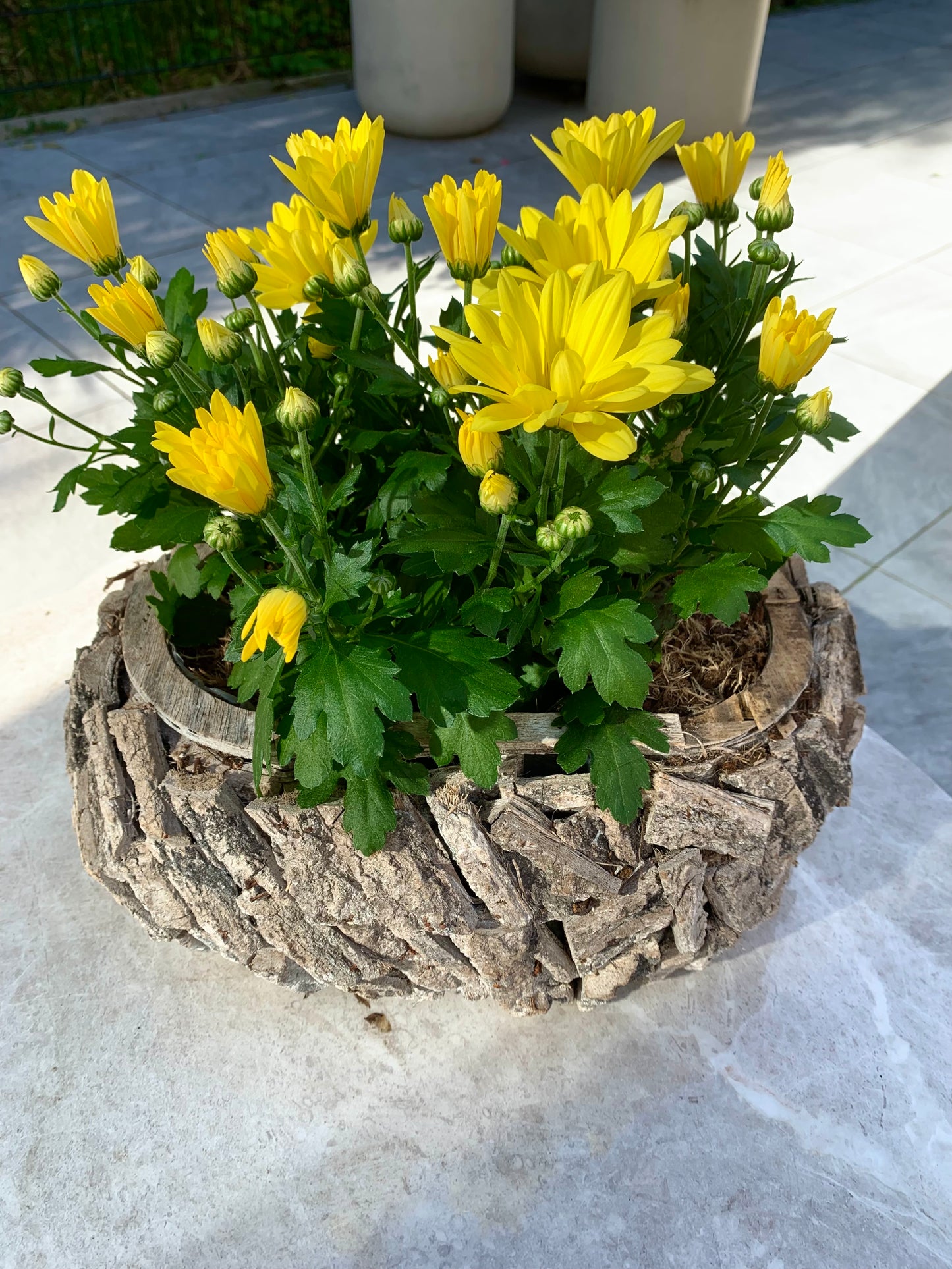 Plantenbakje gevuld met 4 tros chrysanten