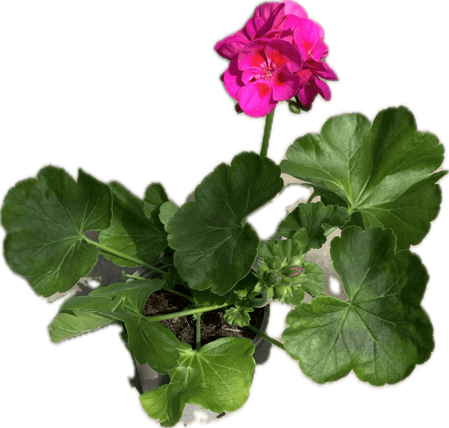 Per 5 stuks Geraniums (zonale) licht paars potmaat 11cm