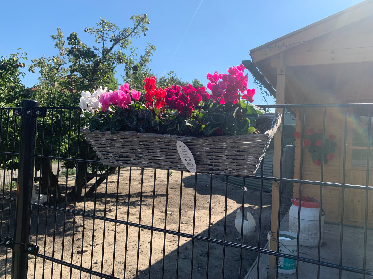 Hölzerner Pflanzkasten inklusive Alpenveilchen und Blumenerde.