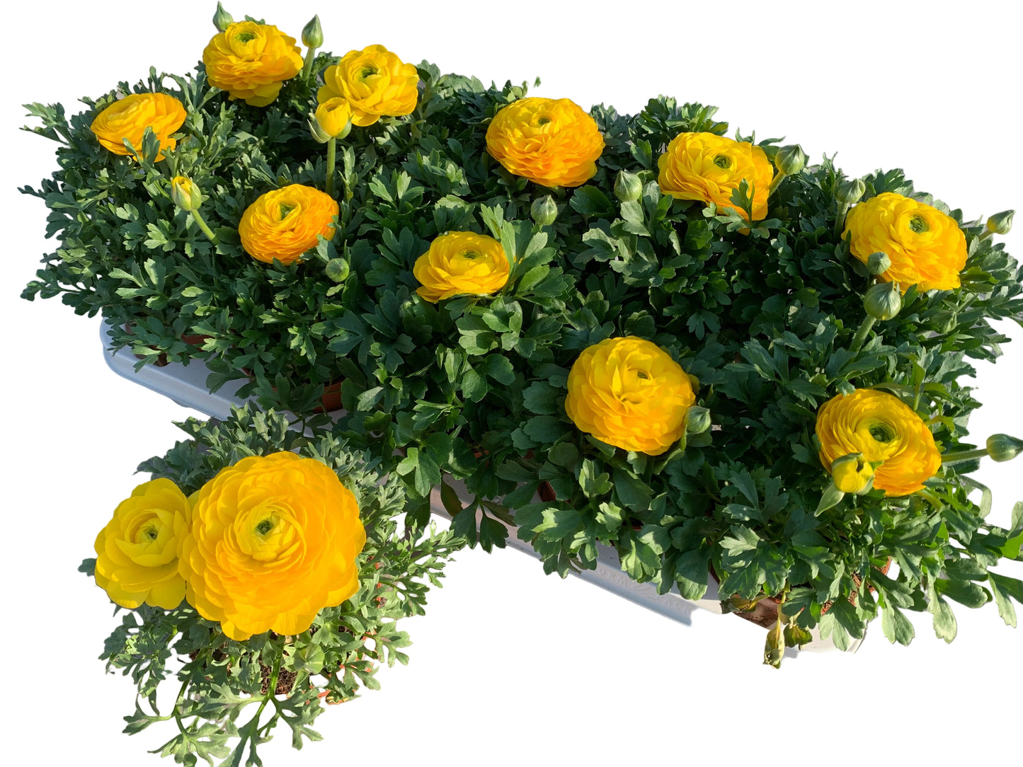 Per 4 stuks Ranonkel geel (Ranunculus asiaticus) potmaat 11cm