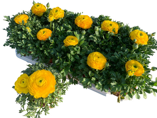 Per 4 stuks Ranonkel geel (Ranunculus asiaticus) potmaat 11cm