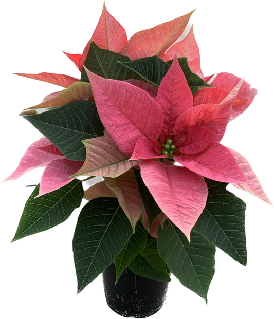 Per 4 stuks, Kerstster (Euphorbia Poinsettia 'Mars roze') potmaat 11cm