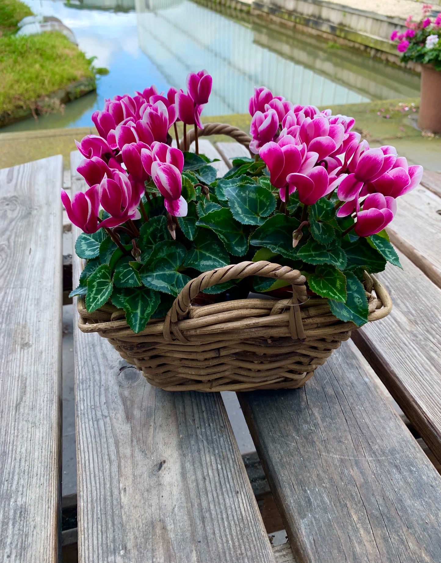 Plantenmandje gevuld met Cyclamen naar keuze!