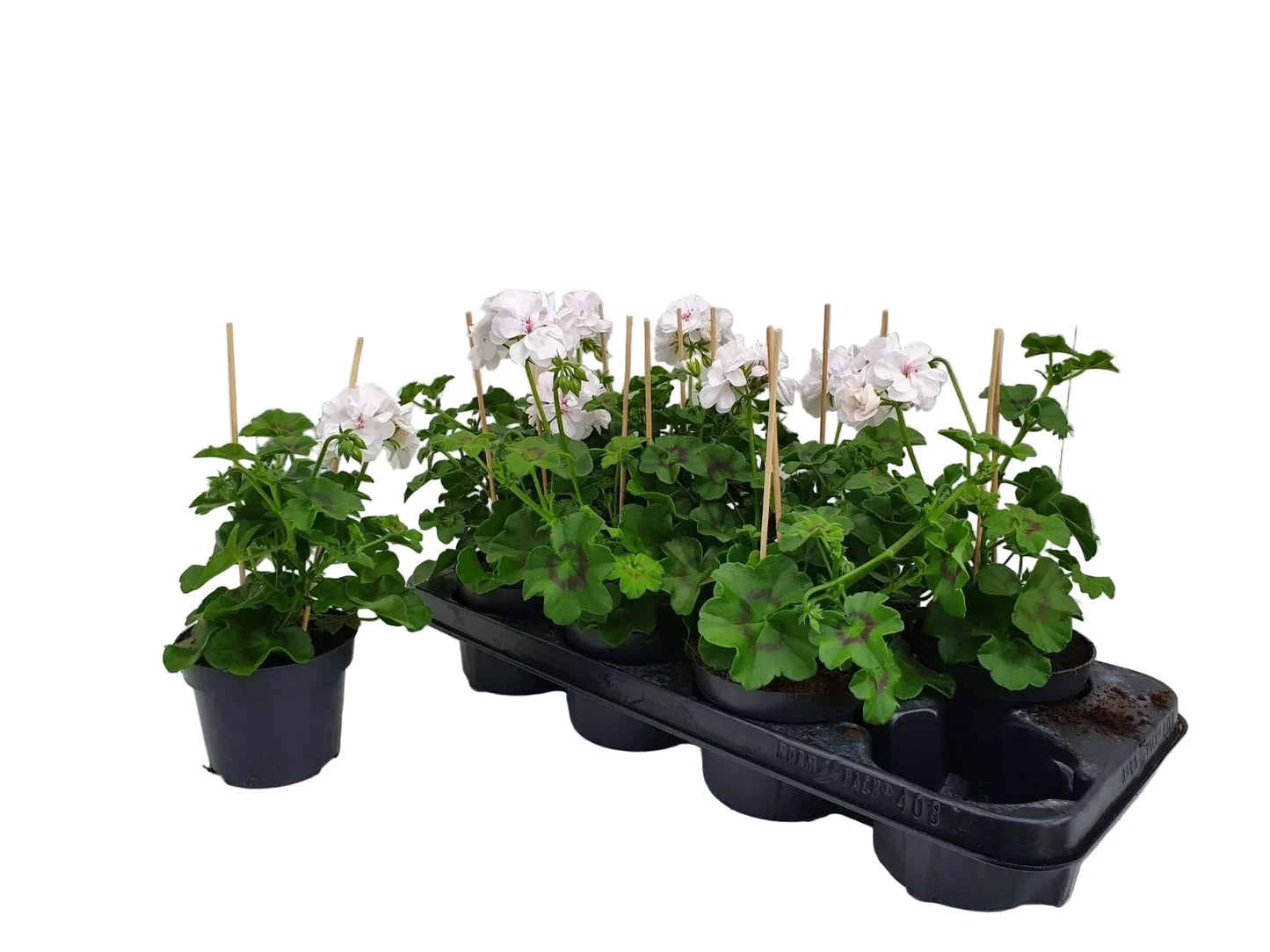 Per 5 stuks hang Geraniums (Pelargonium peltatum) wit potmaat 11cm
