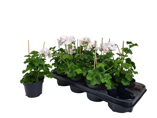 Per 5 stuks hang Geraniums (Pelargonium peltatum) wit potmaat 11cm