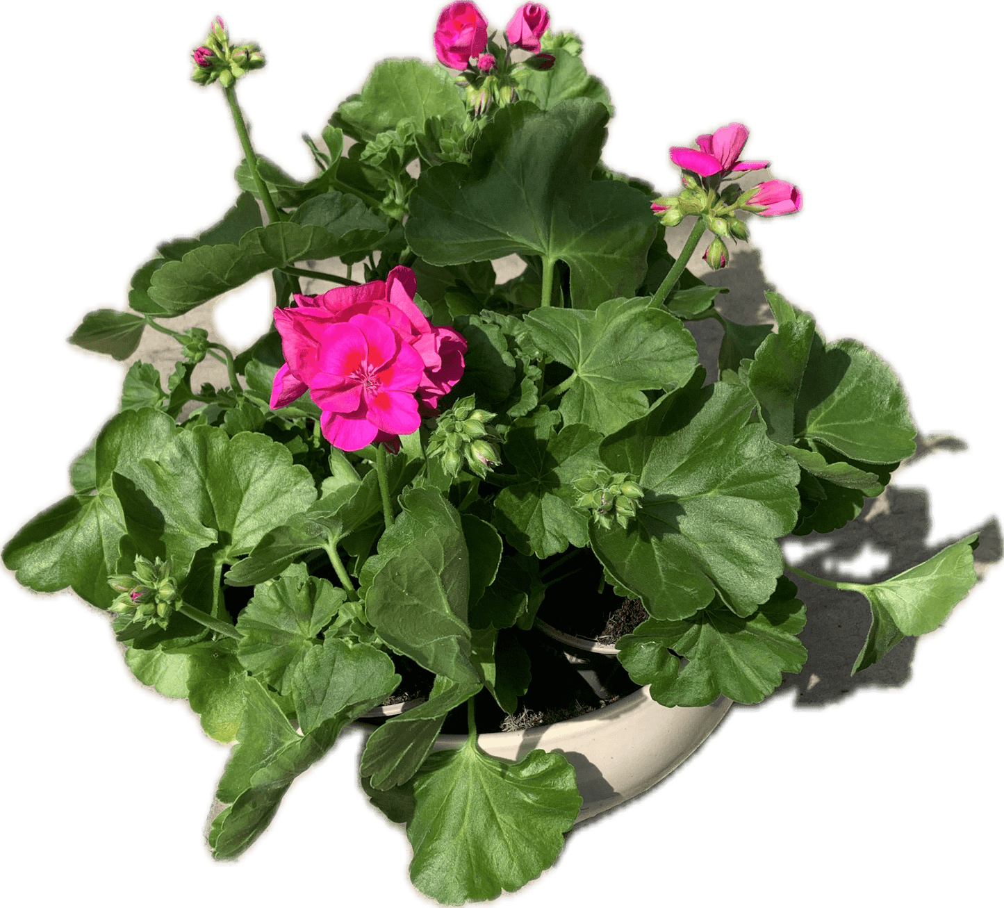 Per 5 stuks Geraniums (zonale) licht paars potmaat 11cm