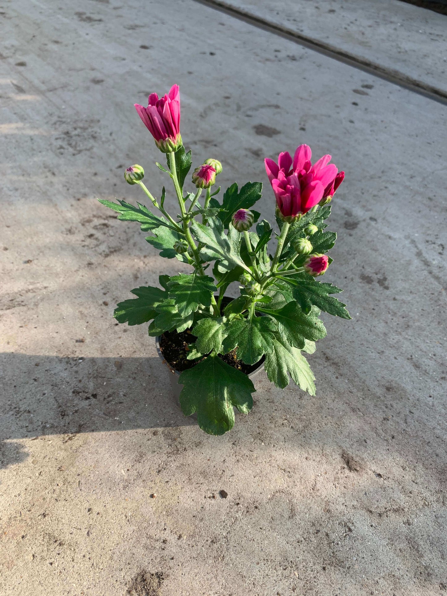 Per 5 stuks pot chrysanten (paars) 9cm pot