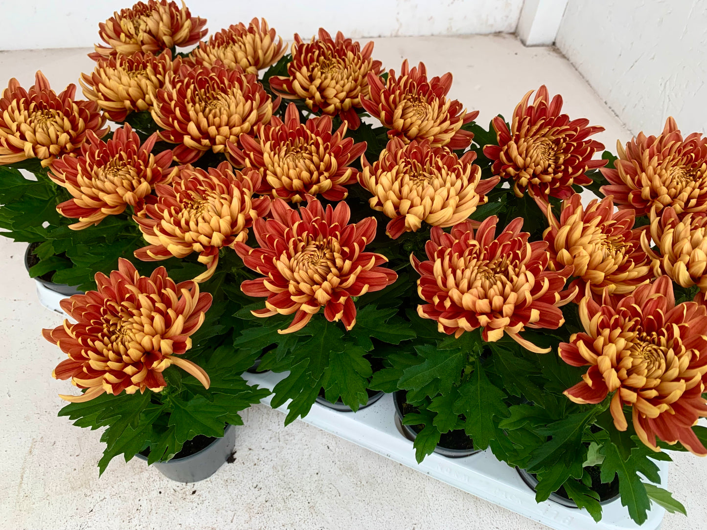 Per 5 stuks! Pluischrysant/ mix van kleuren 9 cm pot