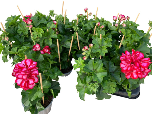 Per 5 stuks hang Geraniums (Pelargonium peltatum) roulette potmaat 11cm