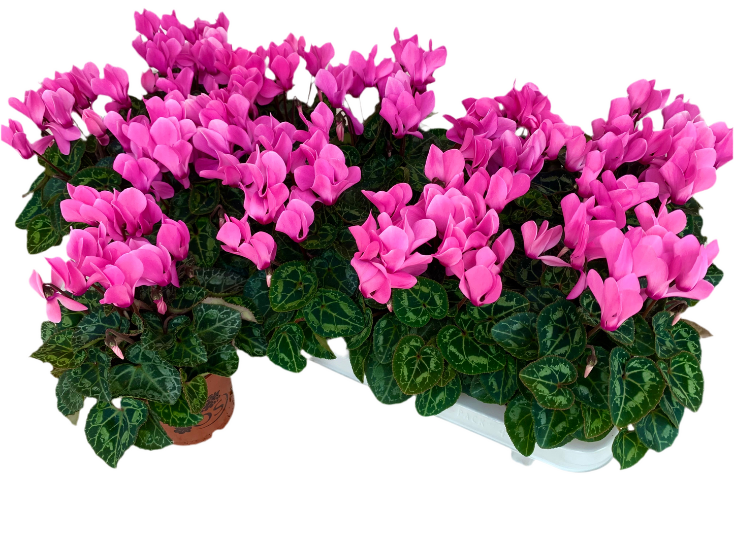 Per 4 stuks! Cyclaam (Cyclaam patio 'roze') potmaat 11cm