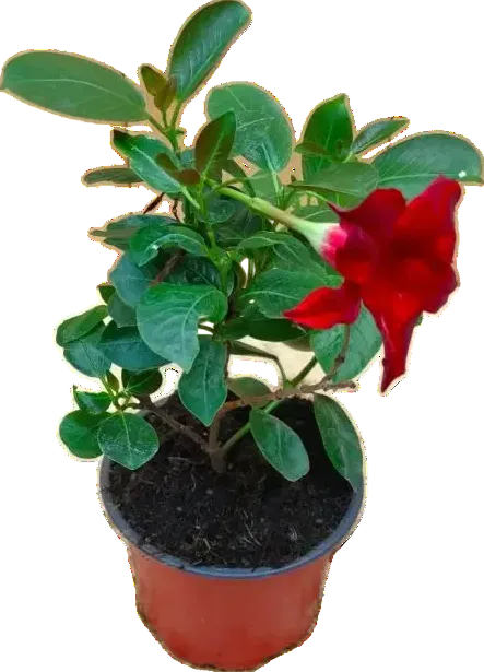 Par 4 pièces ! Mandevillia (Dipladenia) pot 11cm couleur rouge/rose