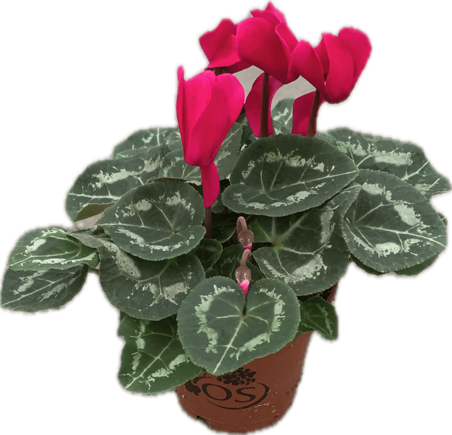 Per 4 stuks! Cyclaam (Cyclaam patio 'donker paars') potmaat 11cm