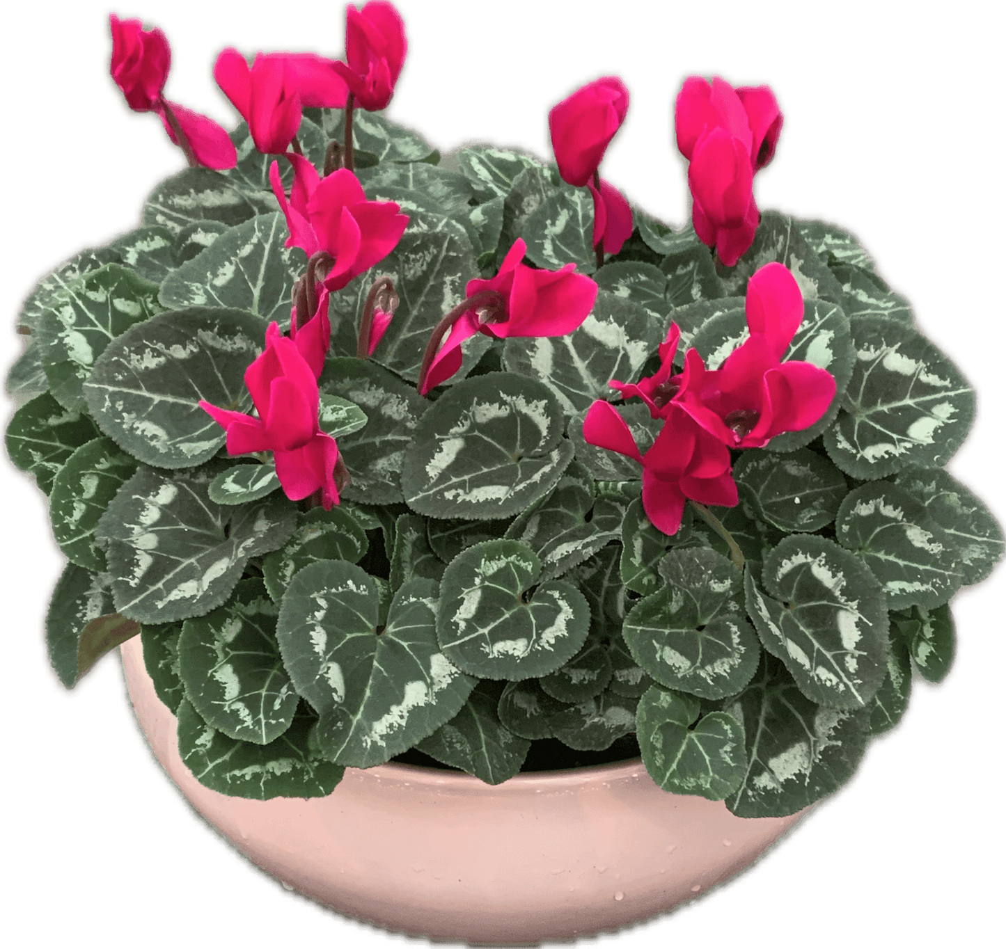 Per 4 stuks! Cyclaam (Cyclaam patio 'donker paars') potmaat 11cm