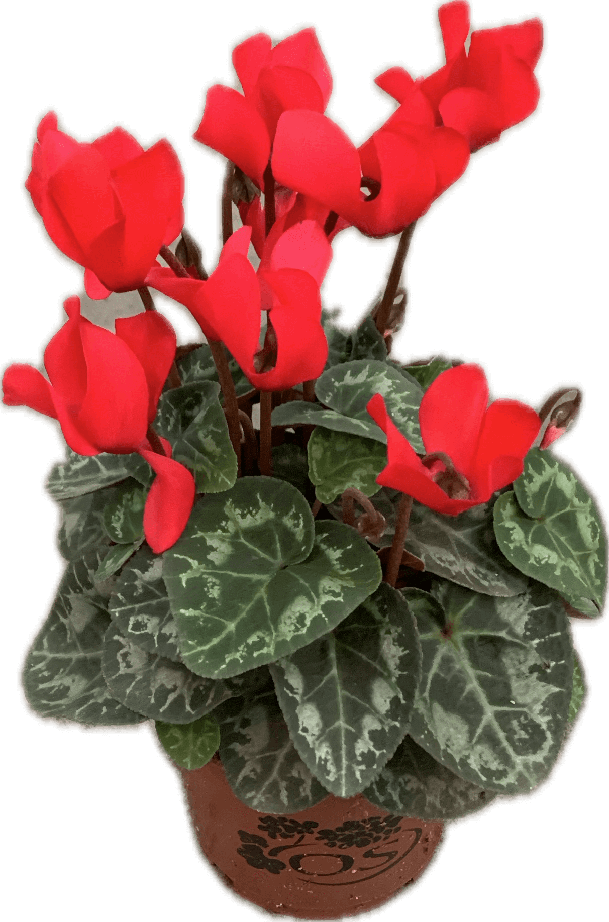 Per 4 stuks! Cyclaam (Cyclaam patio 'rood') potmaat 11cm