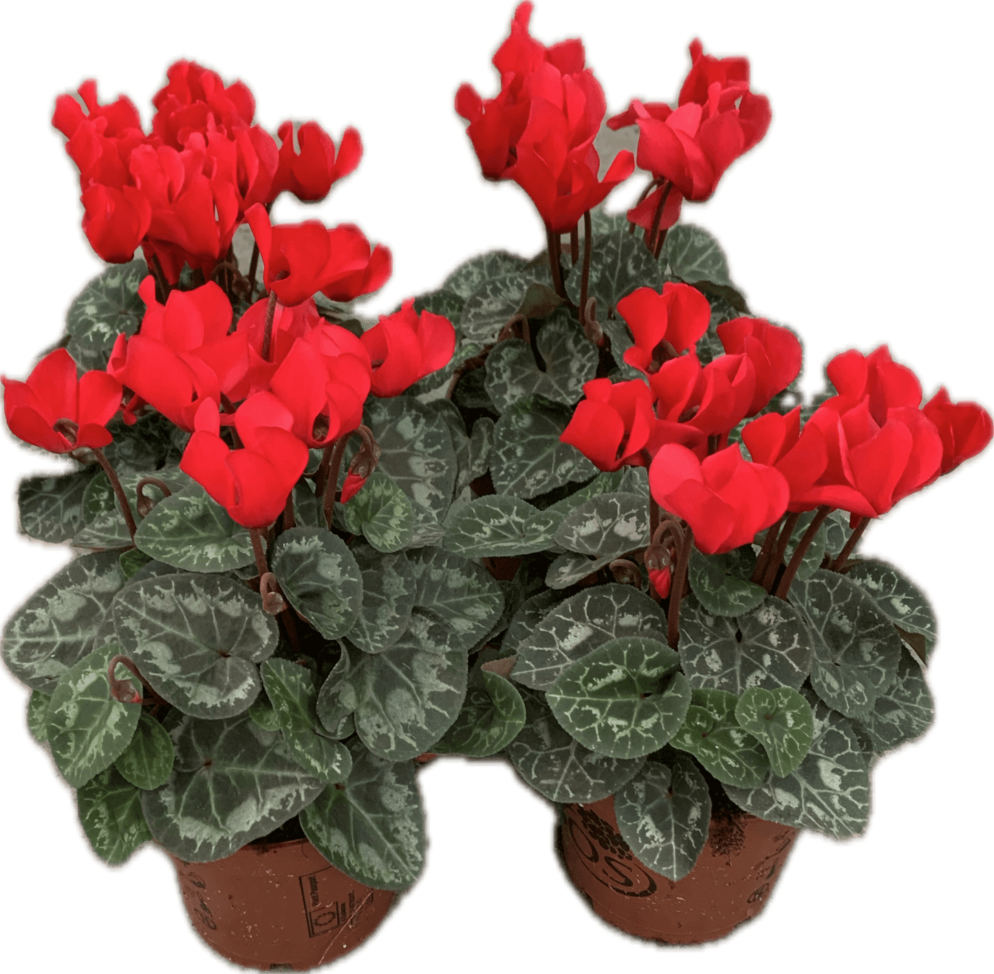 Per 4 stuks! Cyclaam (Cyclaam patio 'rood') potmaat 11cm