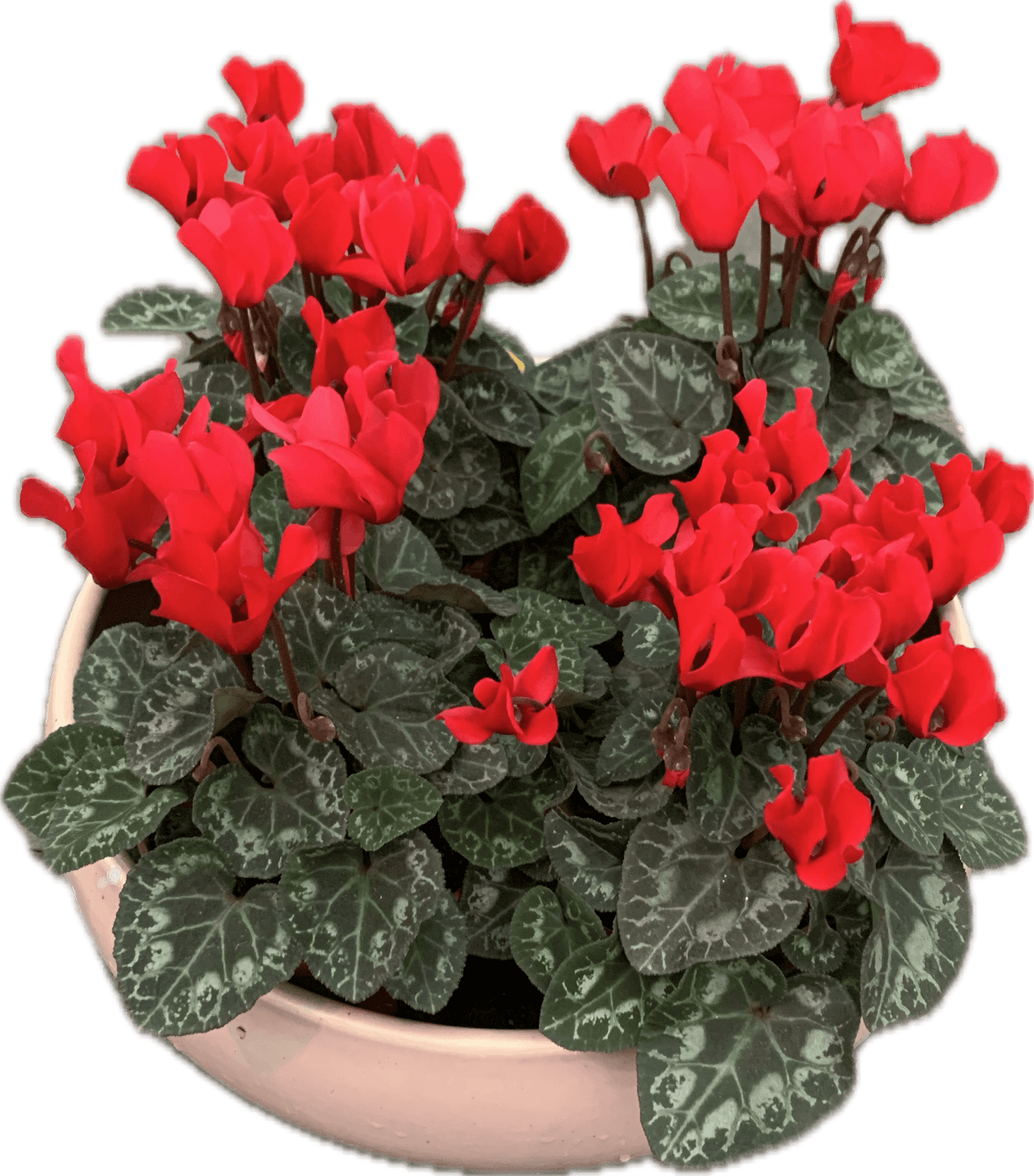 Per 4 stuks! Cyclaam (Cyclaam patio 'rood') potmaat 11cm