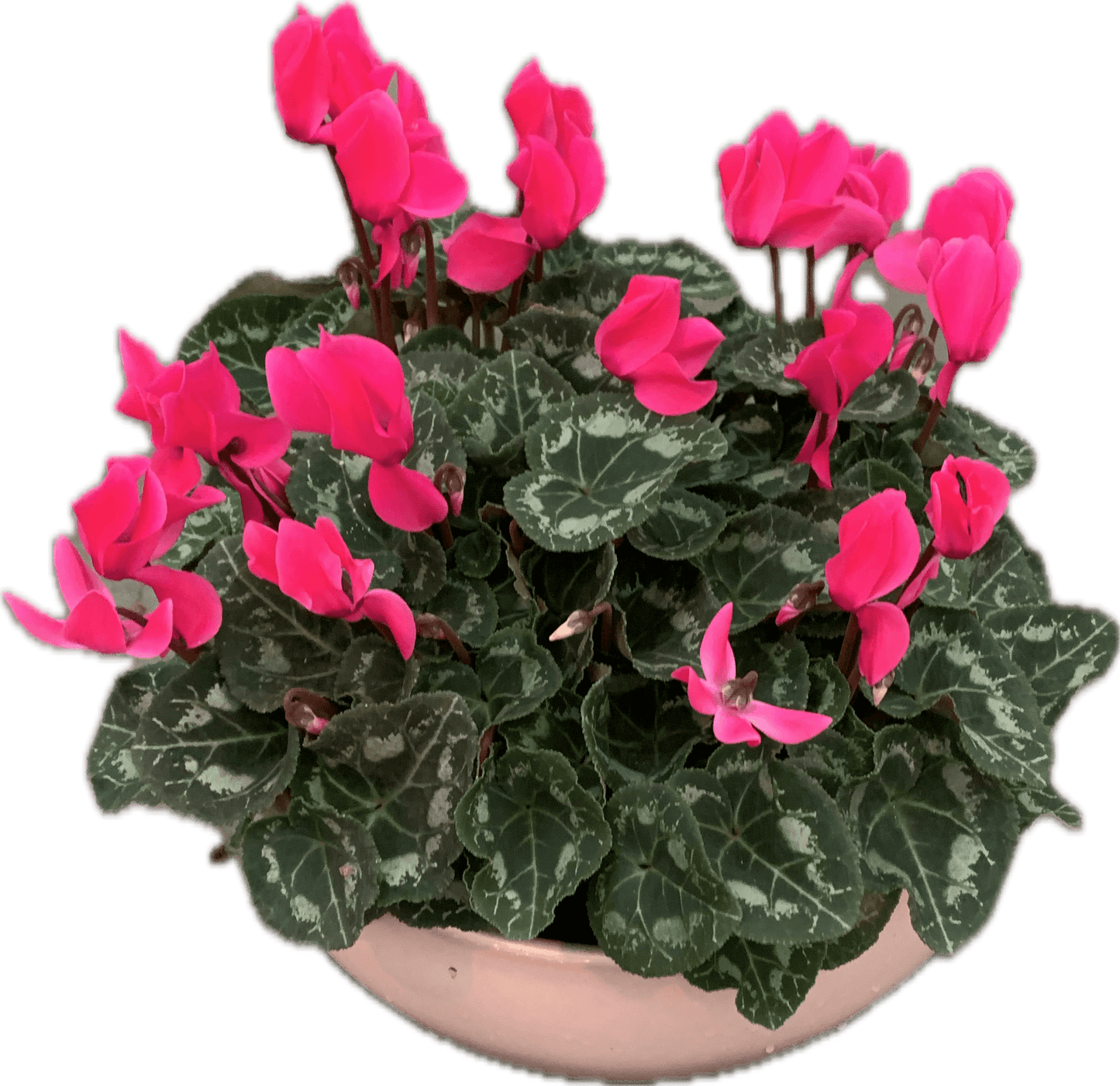 Per 4 stuks! Cyclaam (Cyclaam patio 'roze') potmaat 11cm