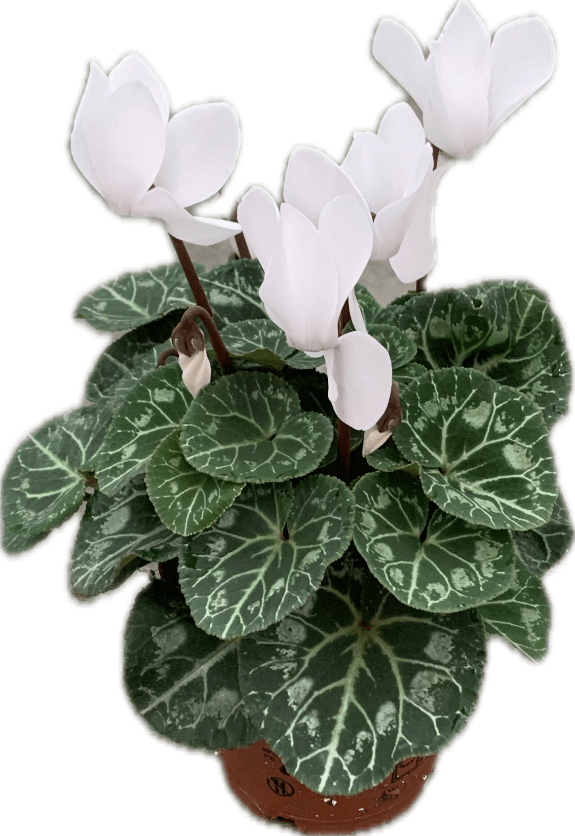 Per 4 stuks! Cyclaam (Cyclaam patio 'wit') potmaat 11cm
