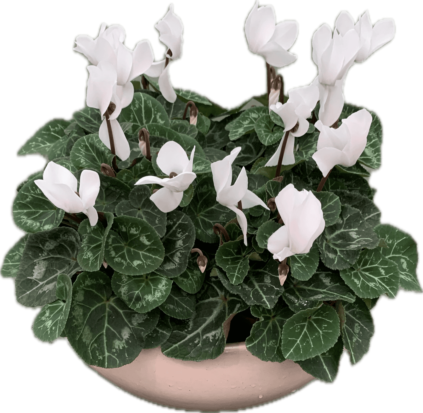 Per 4 stuks! Cyclaam (Cyclaam patio 'wit') potmaat 11cm