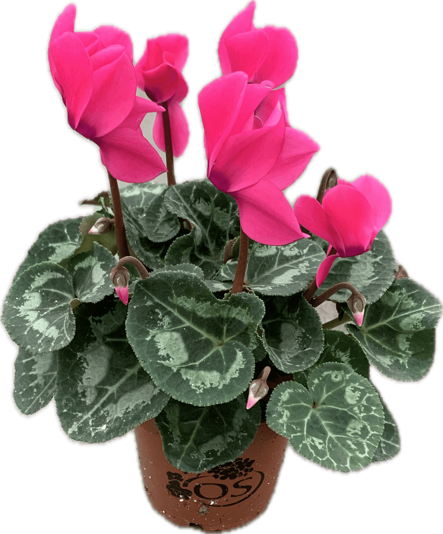 Per 4 stuks! Cyclaam (Cyclaam patio 'roze') potmaat 11cm