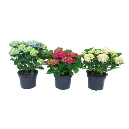 Hortensia à l'unité en pot de 19 cm, hauteur 20 cm