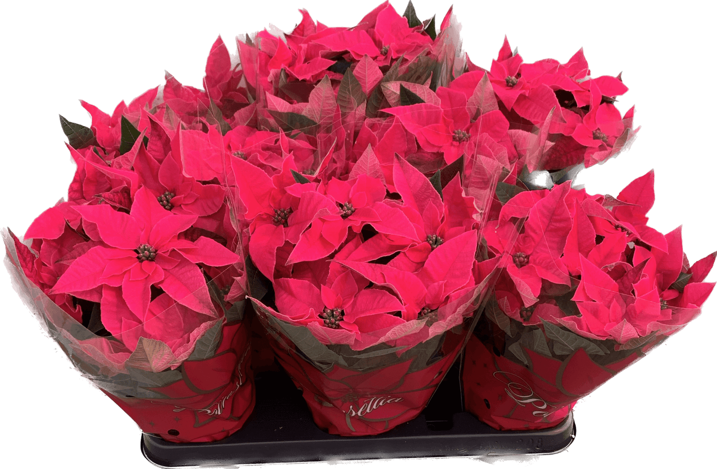 Per 4 stuks, Kerstster (Euphorbia Princettia 'Dark Pink') potmaat 11cm