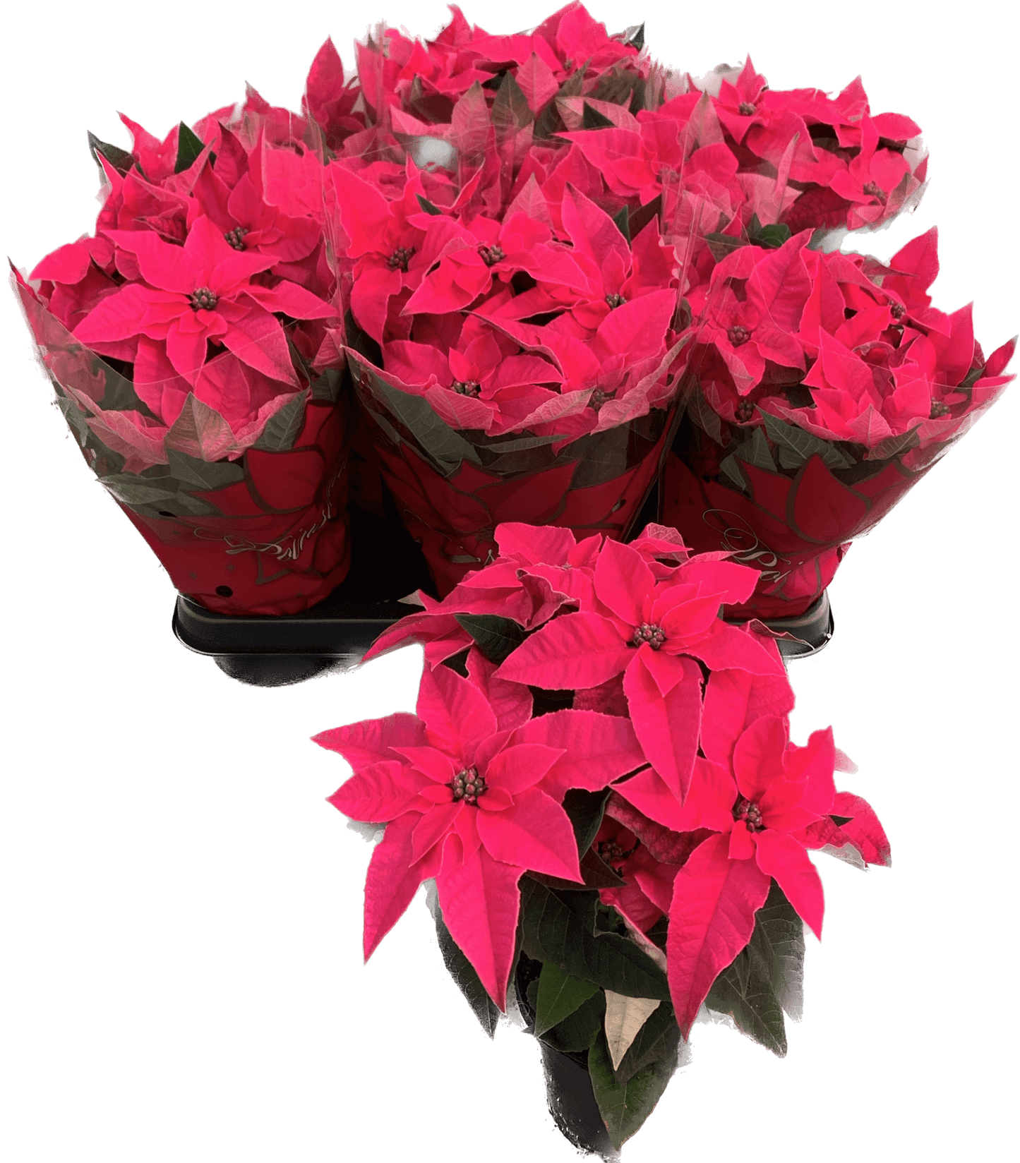 Per 4 stuks, Kerstster (Euphorbia Princettia 'Dark Pink') potmaat 11cm