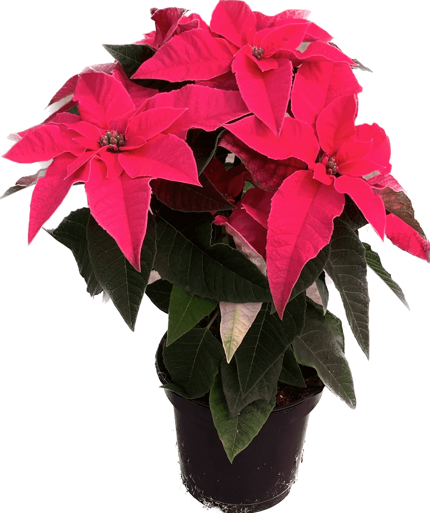 Per 4 stuks, Kerstster (Euphorbia Princettia 'Dark Pink') potmaat 11cm