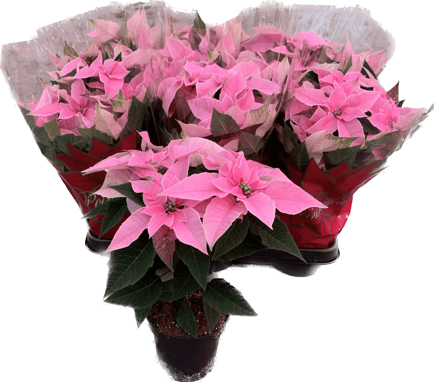 Per 4 stuks, Kerstster (Euphorbia Princettia 'Licht roze') potmaat 11cm