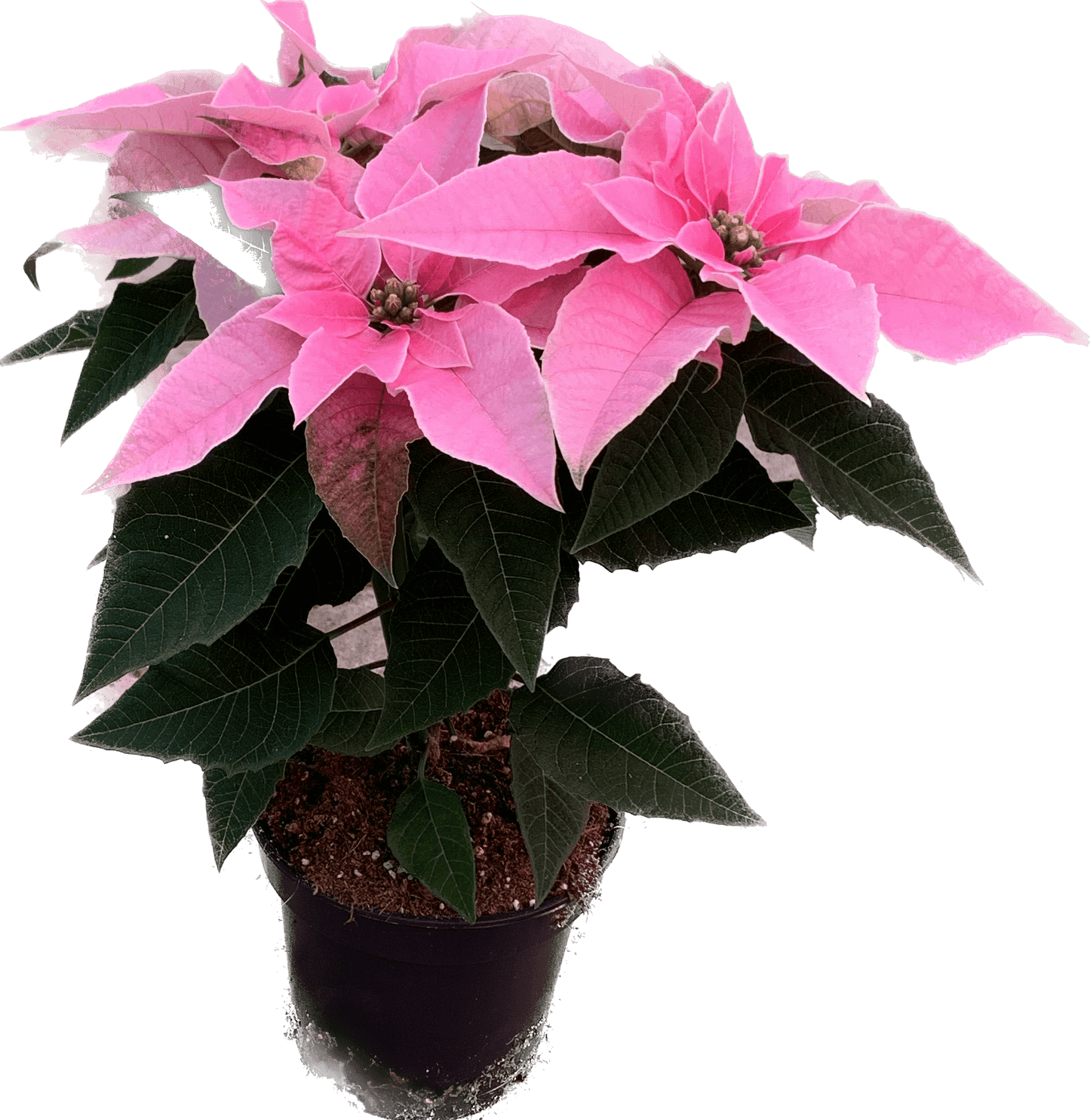 Per 4 stuks, Kerstster (Euphorbia Princettia 'Licht roze') potmaat 11cm