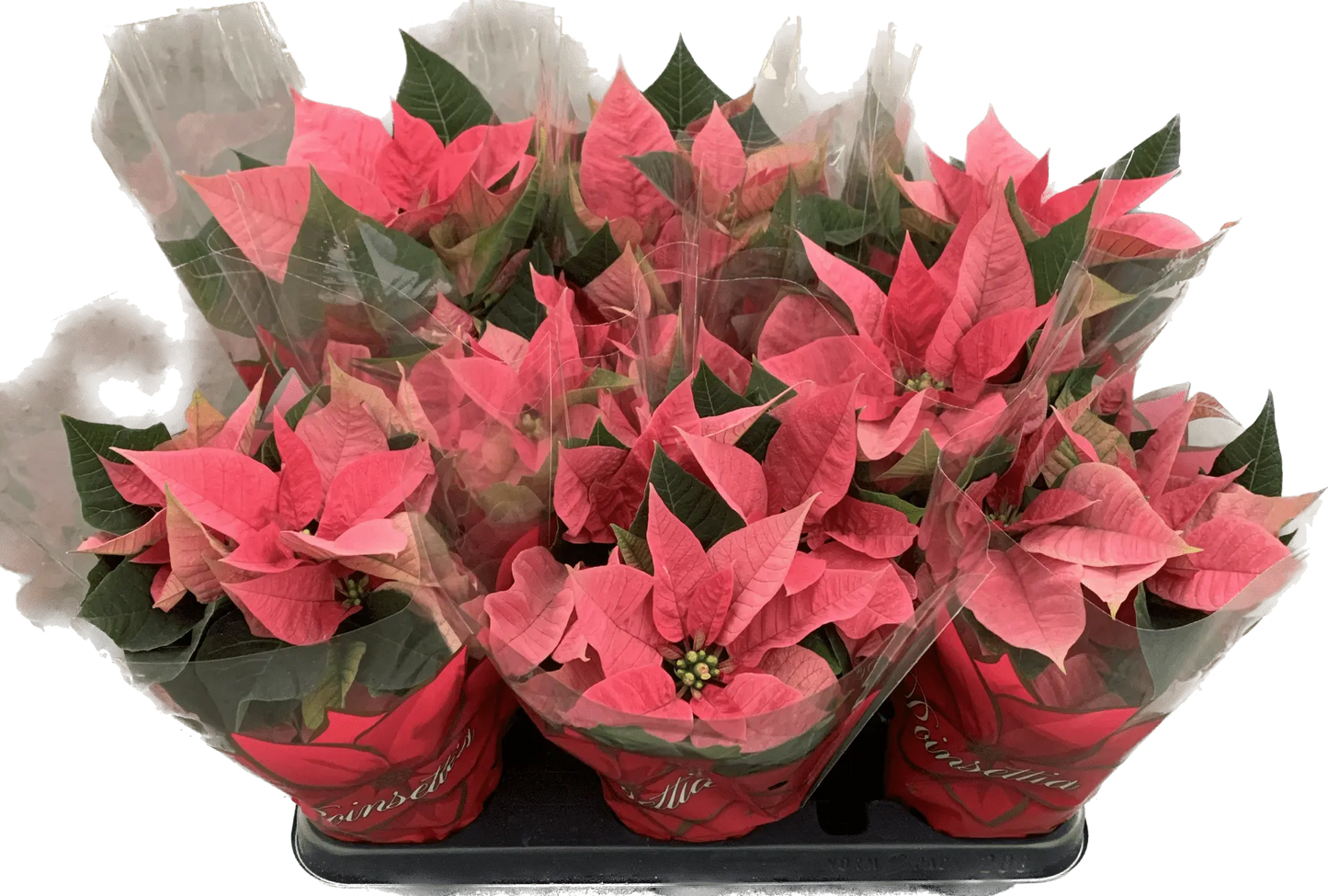 Per 4 stuks, Kerstster (Euphorbia Princettia 'Mars roze') potmaat 11cm