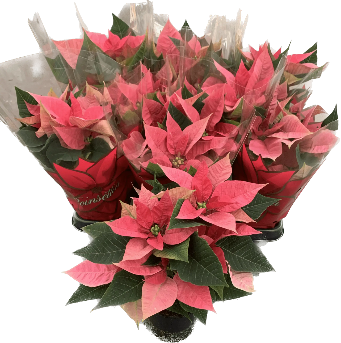 Per 4 stuks, Kerstster (Euphorbia Princettia 'Mars roze') potmaat 11cm