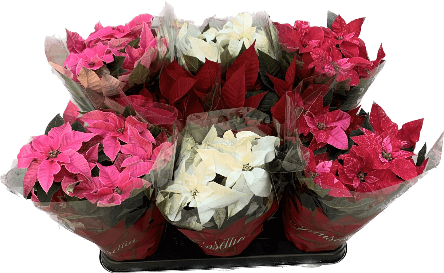 Per 4 stuks, Kerstster (Euphorbia Princettia 'mix van kleuren') potmaat 11cm