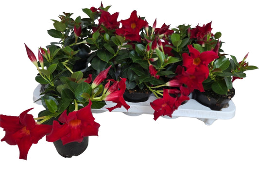 Per 4 stuks! Mandevillia (Dipladenia) potmaat 11cm kleur rood/roze